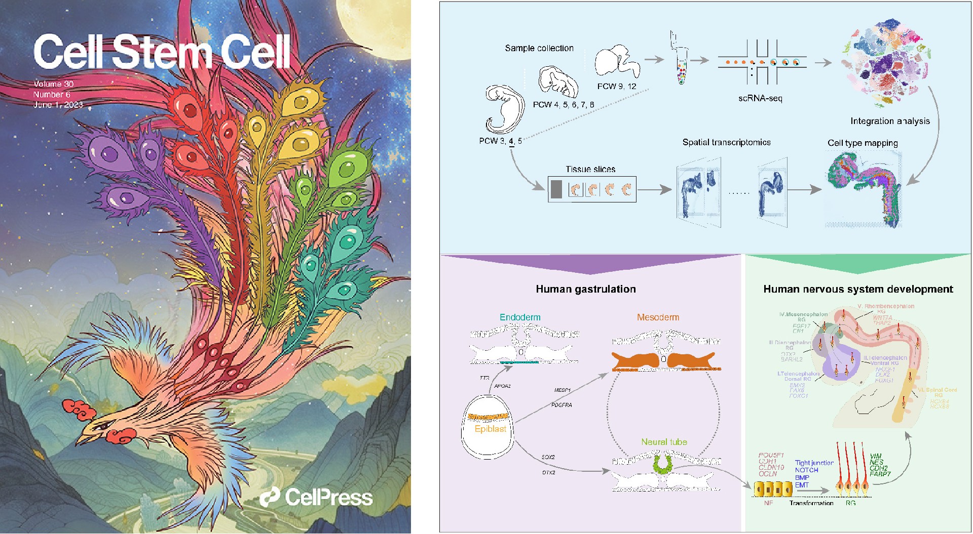 The Physiology, Pathology, and Potential Therapeutic Applications of the TREM2 Signaling Pathway